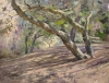 Shady Oaks