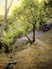 Path into Evening